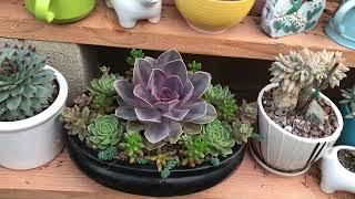 Beautiful Succulent Garden , Vườn Sen Đá Rất Nhiều Cây Đẹp .