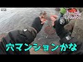 【穴釣り】まさかの巨大魚が穴から出てきた。