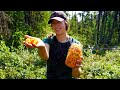 Sweet & Sour Cloudberry Harvest | Canning Cauliflower from the Garden