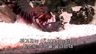 갯가재에 대한 진실(True Facts About The Mantis Shrimp)