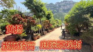 大姐家满园庭院绿化树品种规格齐全，好养易活喜欢庭院树的捡漏了