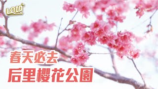 不用飛出國也能賞櫻？！台中春季必去的櫻花公園🌸｜Lo叩地方報