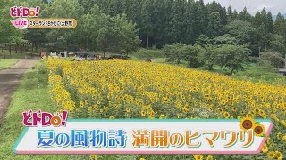 にじパレ どドDo！ 夏の風物詩ひまわりに癒されよう♪