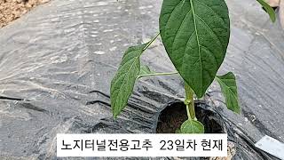 노지터널전용고추 23일차 다수확의 조건은 영양생장과 생식생장의 조화로운 밸런스에 있습니다.