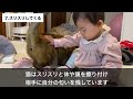 【猫の気持ち】猫が最愛の人だけにみせる行動