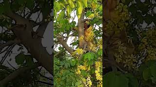 Beautiful Amaltas Flower (Bandarlathi)