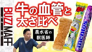 【獣医師あるある】牛のヒザってどこ？牛の血管ってチクワより太いの？