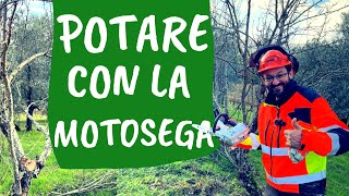 Si può POTARE con la MOTOSEGA? Ecco 5 REGOLE