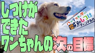 家庭犬訓練試験の現場をご紹介