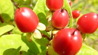 Rose of Sharon - Hypericum calycinum - Aronsgullrunni - Doppugullrunni -