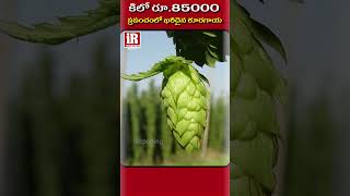 కిలో రూ.85000 ప్రపంచంలో ఖరీదైన కూరగాయ | Most Expensive Vegetable In The World | #shorts | iReporting