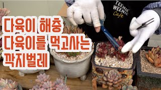 (ENG)다육이 위에 벌레 깍지를 아시나요? (多肉植物)(たにくしょくぶつ)