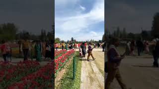 🌷❤️ #youtubeshorts #reels #virelvideo  #virel #tulips #srinagar #jammukashmir #tulipgardenkashmir