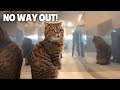 Mirror Maze Challenge! Escape from the Illusion! | Kittisaurus