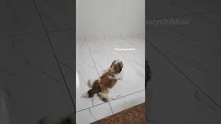 acha tom and jerry idoo😕🙄 #shorts #isu #aaly #cutedog videos