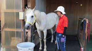 バケツのふたを開ける馬　my horse takes off the lid of a bucket