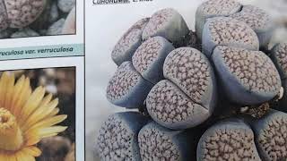 Зимние потери кактусов.Обрезка кактуса.Линька литопсов.Зимовка литопсов.Lithops verruculosa.