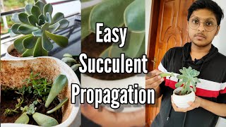 Propagating Succulents from Leaves | Easy and Simple