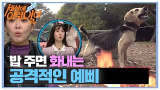 밥을 주면 공격적으로 변하는 예삐ㅣ순간포착 세상에 이런 일이(Instant Capture)ㅣSBS Story