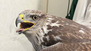 Christmas Eve Hawk Rescue