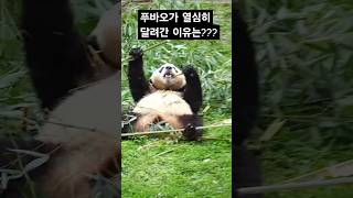 10월30일 죽순으로 놀란푸 진정시켜주시는 사육사님#fubao #푸바오 #루이후이 #animals #아이바오 #귀여운동물 #cute #판다 출처@慧_wen