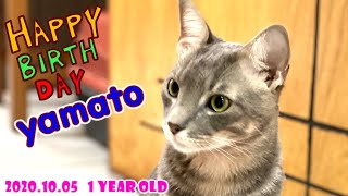 【猫VLOG・祝1歳】猫の誕生日にママの手作りケーキをプレゼントしてみた結果...【最後にプレゼント開封！】#105