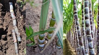 Como Cultivar Caña de Azúcar