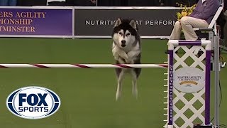 ‘Lobo’ the Siberian Husky goes off script in the 24 inch class of agility compet