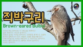 [한국의 새] 직박구리  Brown-eared Bulbul  텃새