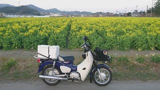 カブで菜の花狩り+釣りツー　福岡県　福ふくの里→大入漁港