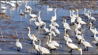 10,000 migratory birds fly over Yellow River in Inner Mongolia