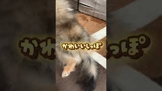 もうすぐ4ヶ月#shorts#pomeranian#उपचारात्मक वीडियो #癒し動画#可愛い犬#しっぽ