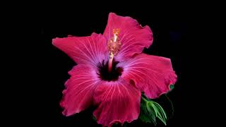 Hibiscus Flower Bloom in Motion - Time-lapse