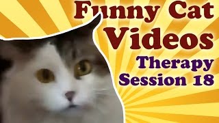 Cute Cat Playing With Fabric | Funny Cat Videos Therapy | Luna and Zipps