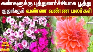 கண்களுக்கு புத்துணர்ச்சியாக பூத்து குலுங்கும் வண்ண வண்ண மலர்கள் | Kodaikanal | KodaikanalFlower