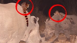 CATLIKE CREATURE RIDES ON RHINOS
