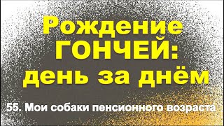 Сюжет 55. Мои собаки пенсионного возраста