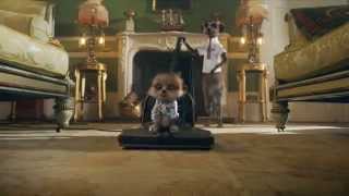 Compare the meerkat -- Daily life with Baby Oleg