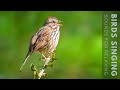 Birds Singing - Relaxing Bird Sounds Heal Stress, Anxiety and Depression, Heal The Mind