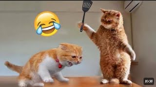 Funny animal video 2023😇-funniest cat 🐈 video#trending #tiktok  😜