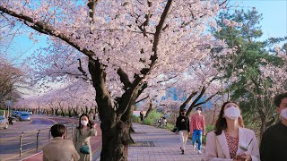 4K SEOUL WALK - Korea's Most beautiful, famous, crowded cherry blossom road 🌸Yeouido Yoonjung-ro.