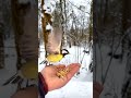 birds taking food in winter. snow birds shorts