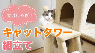 短足マンチカンのキャットタワー攻略