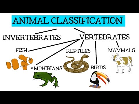 What are the 4 types of animals?