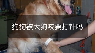 狗狗被大狗咬要打針嗎