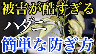 【放っておくと大増殖！】ハダニに効果的な対策を教えます【駆除】