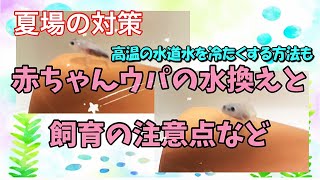 ウーパールーパーの赤ちゃん飼育☆夏場の簡単な水替え方法と飼育の注意点など