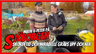 #28 Skördetid och gräver upp och ner Mirabelle