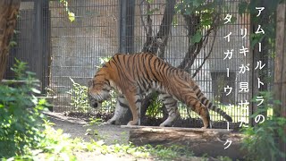 「タイガーウォーク」アムールトラのリキに何が起こった　旭山動物園もうじゅう館【Amur tiger video】