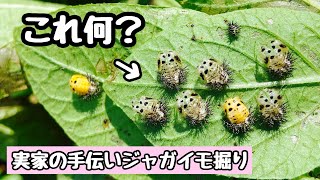 テントウムシダマシ知っていますか？